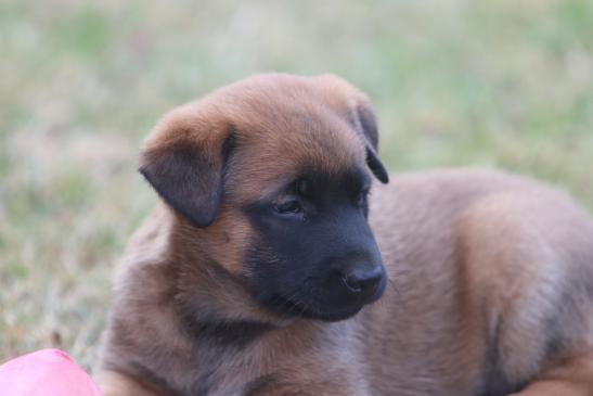 Clooney nach dem Toben auch müde….